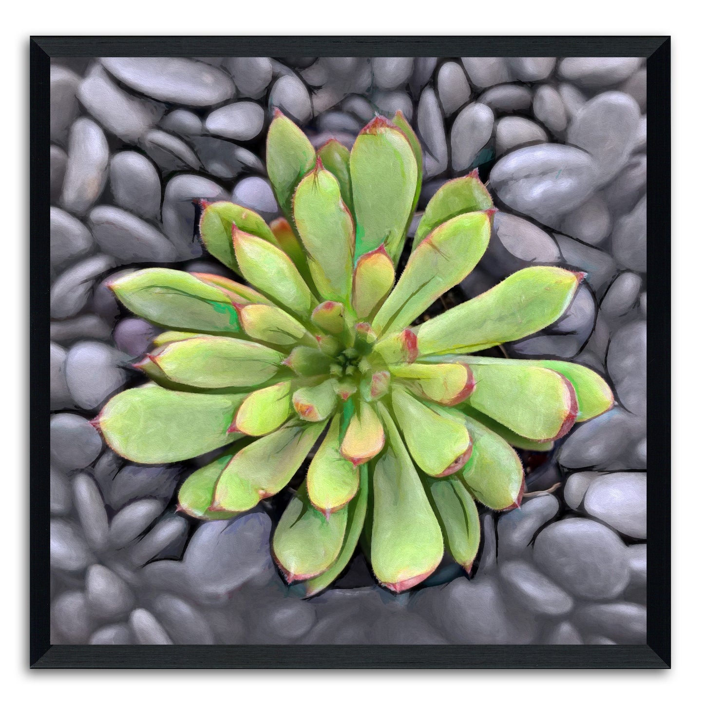 Echeveria Spruce Oliver