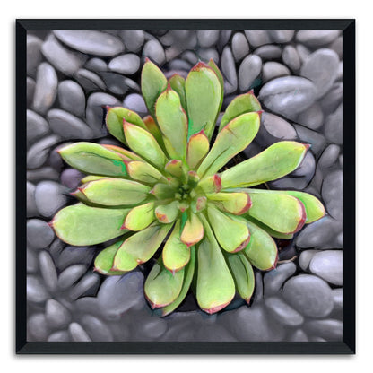 Echeveria Spruce Oliver