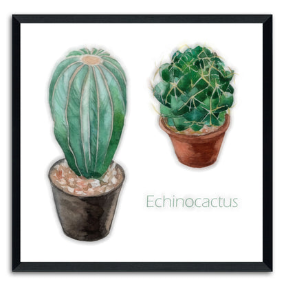 Echinocactus I