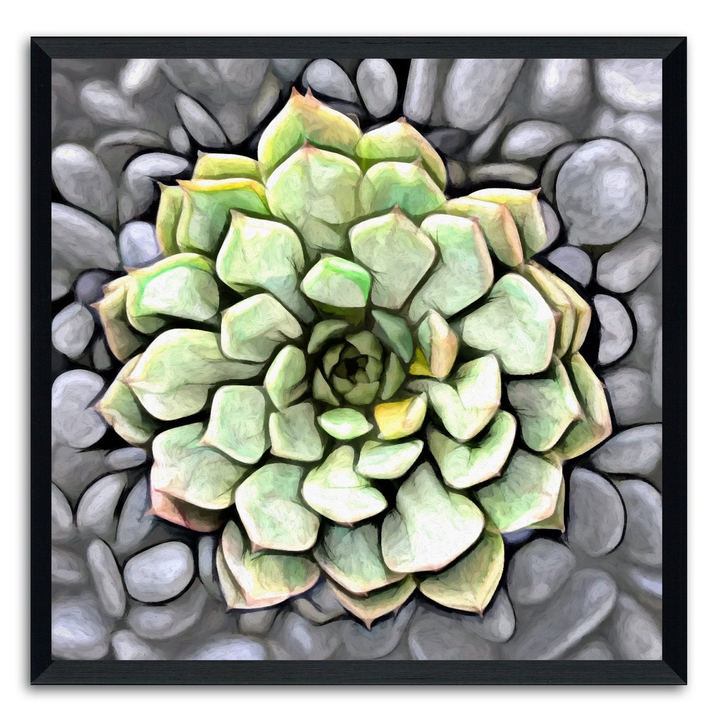Graptoveria Olivia