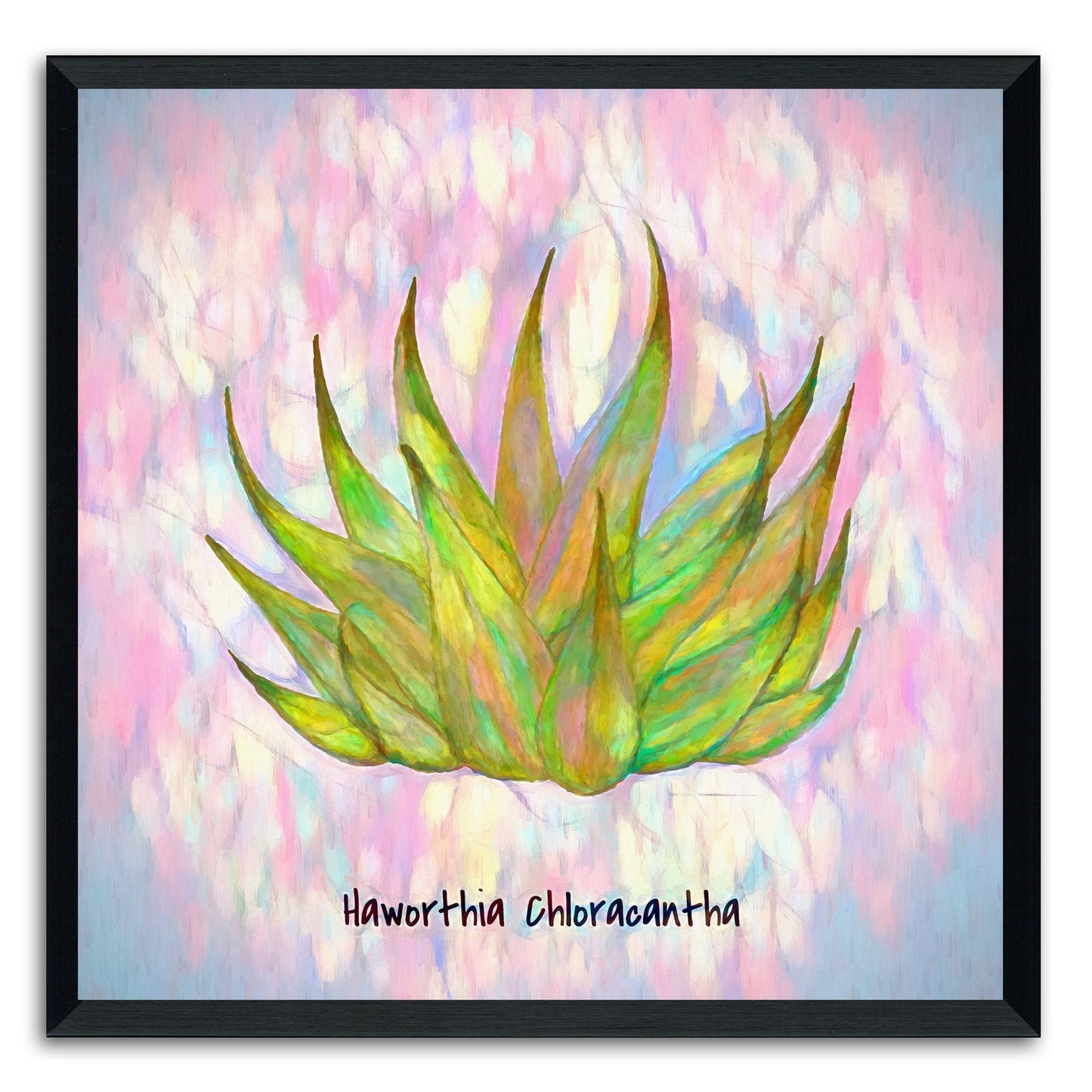 Haworthia Chloracantha