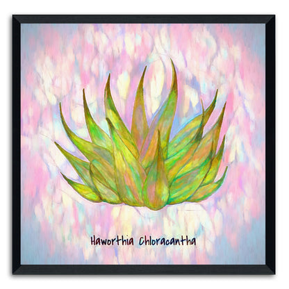 Haworthia Chloracantha