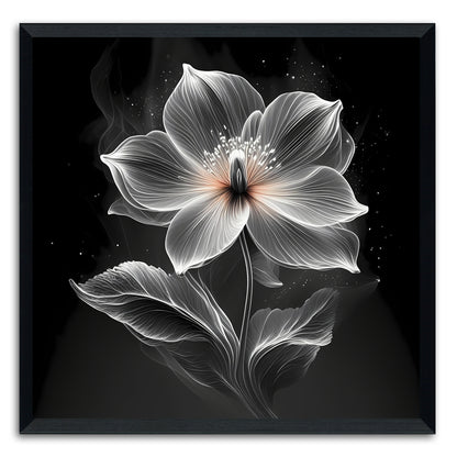 Xray Jasmine I