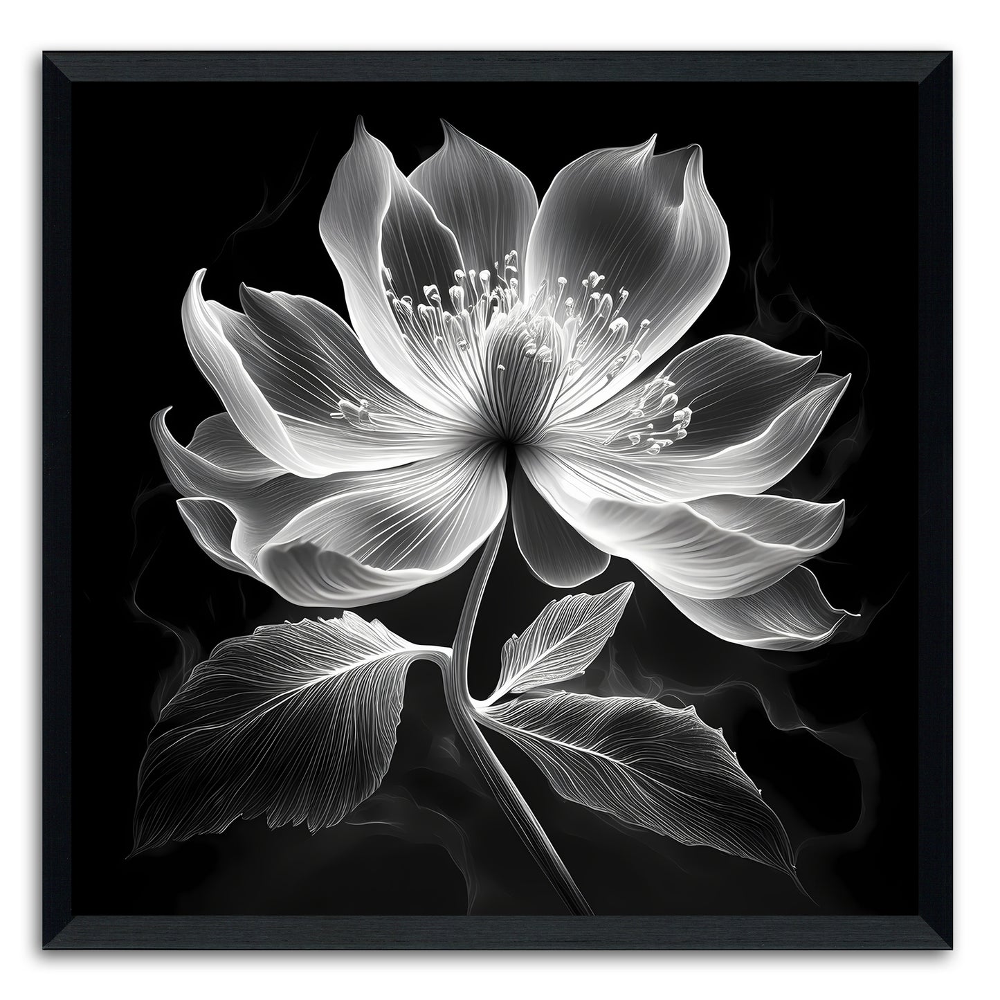 Xray Jasmine II