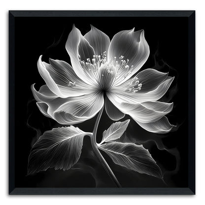Xray Jasmine II