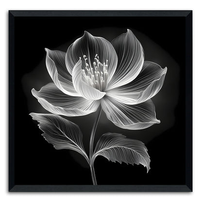 Xray Jasmine III