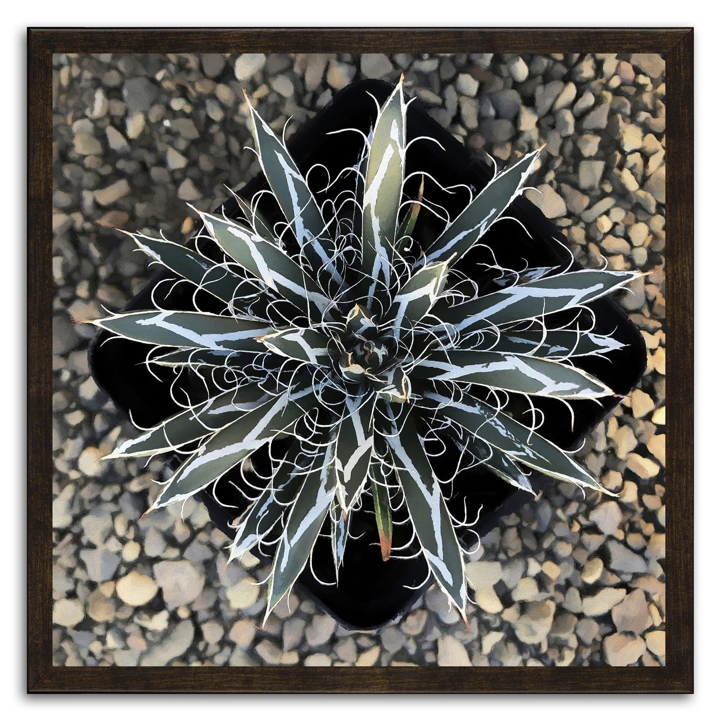 Agave Flexiflora Canvas