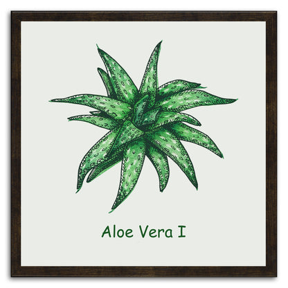 Aloe Vera I