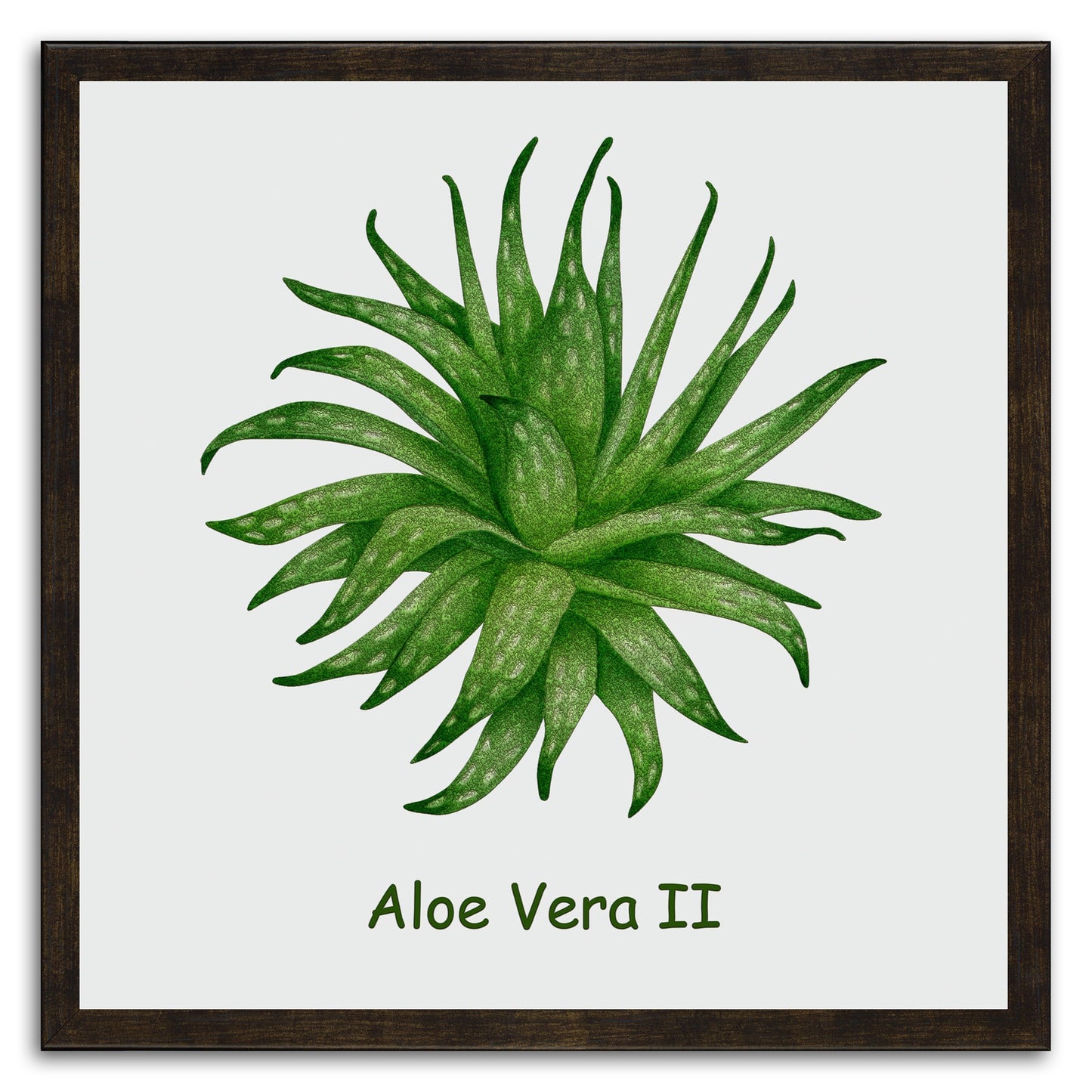 Aloe Vera II