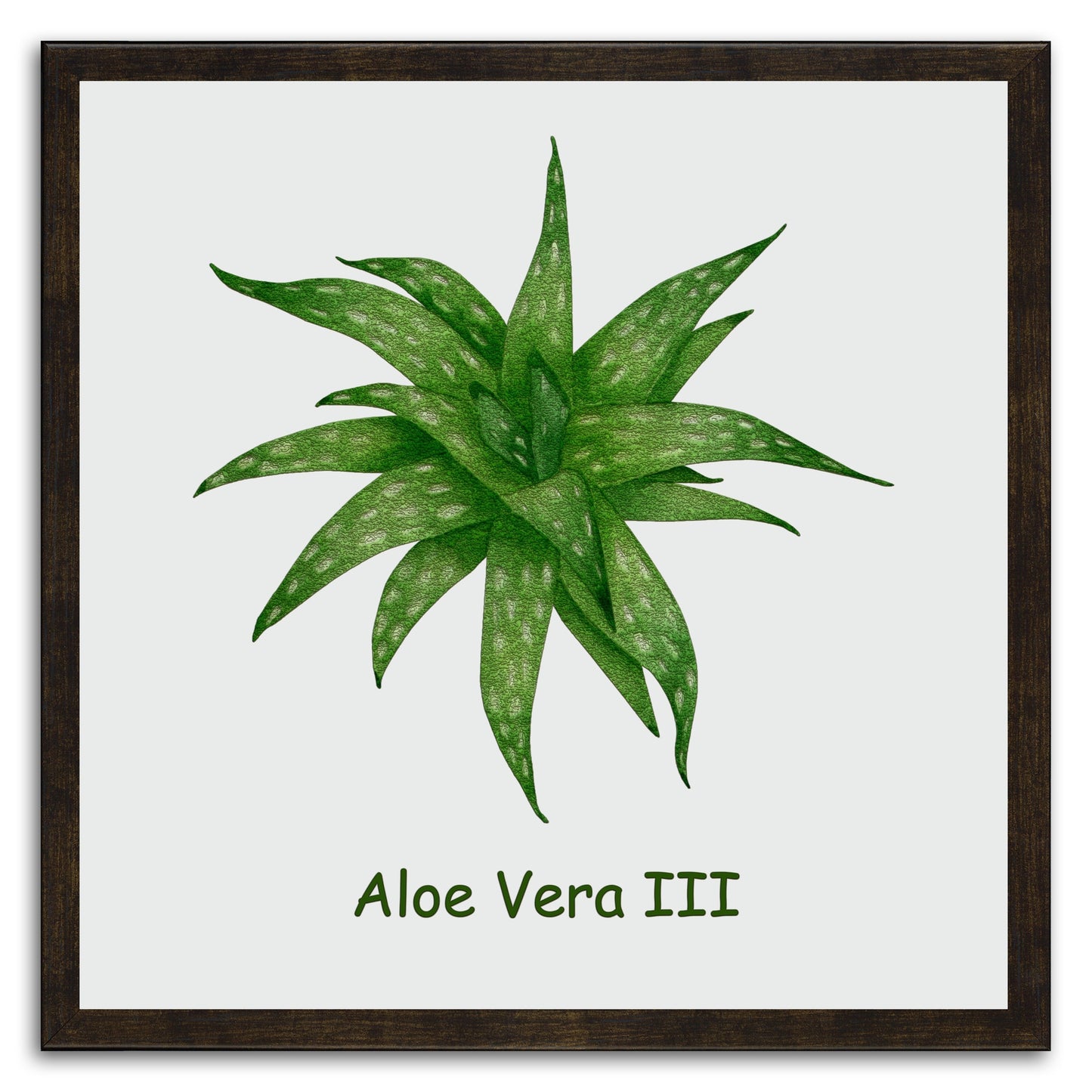 Aloe Vera III