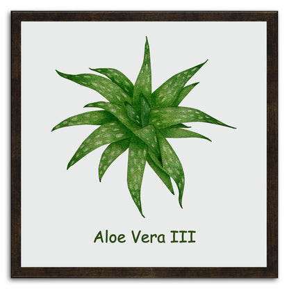 Aloe Vera III