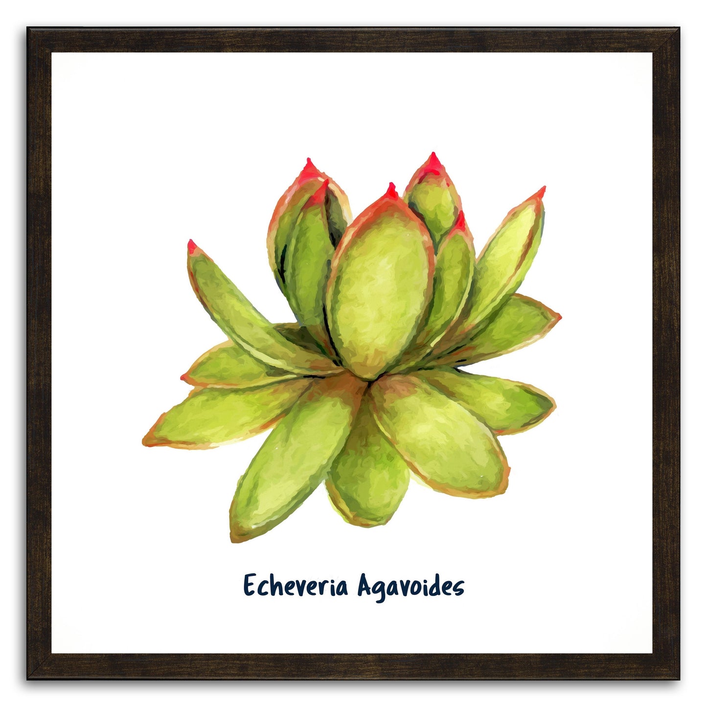 Echeveria Agavoides I