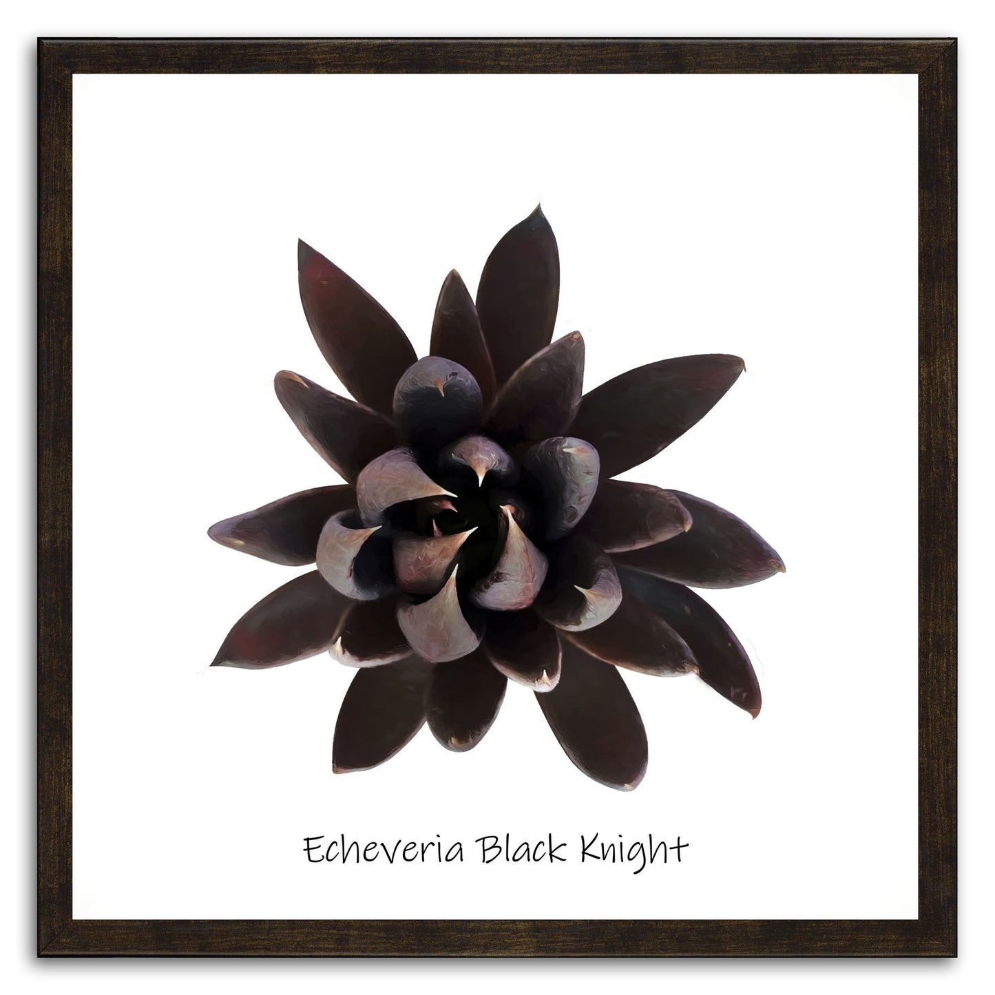 Echeveria Black Knight