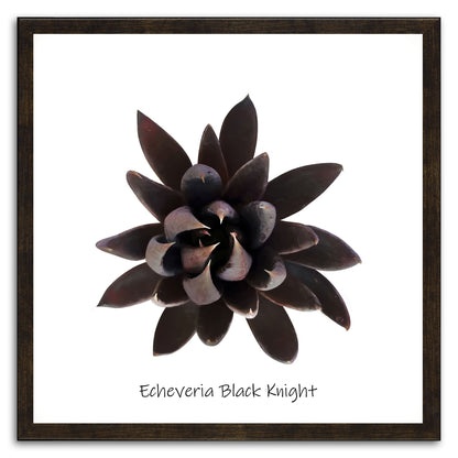 Echeveria Black Knight