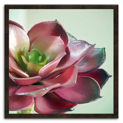 Echeveria Burgandy