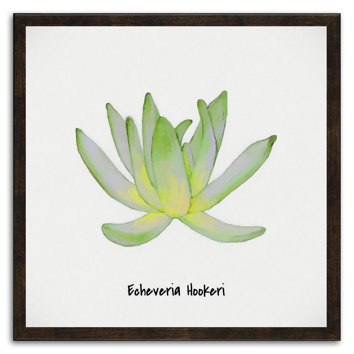Echeveria Hookeri I