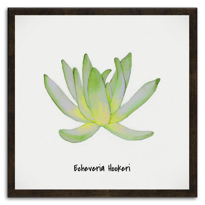 Echeveria Hookeri I