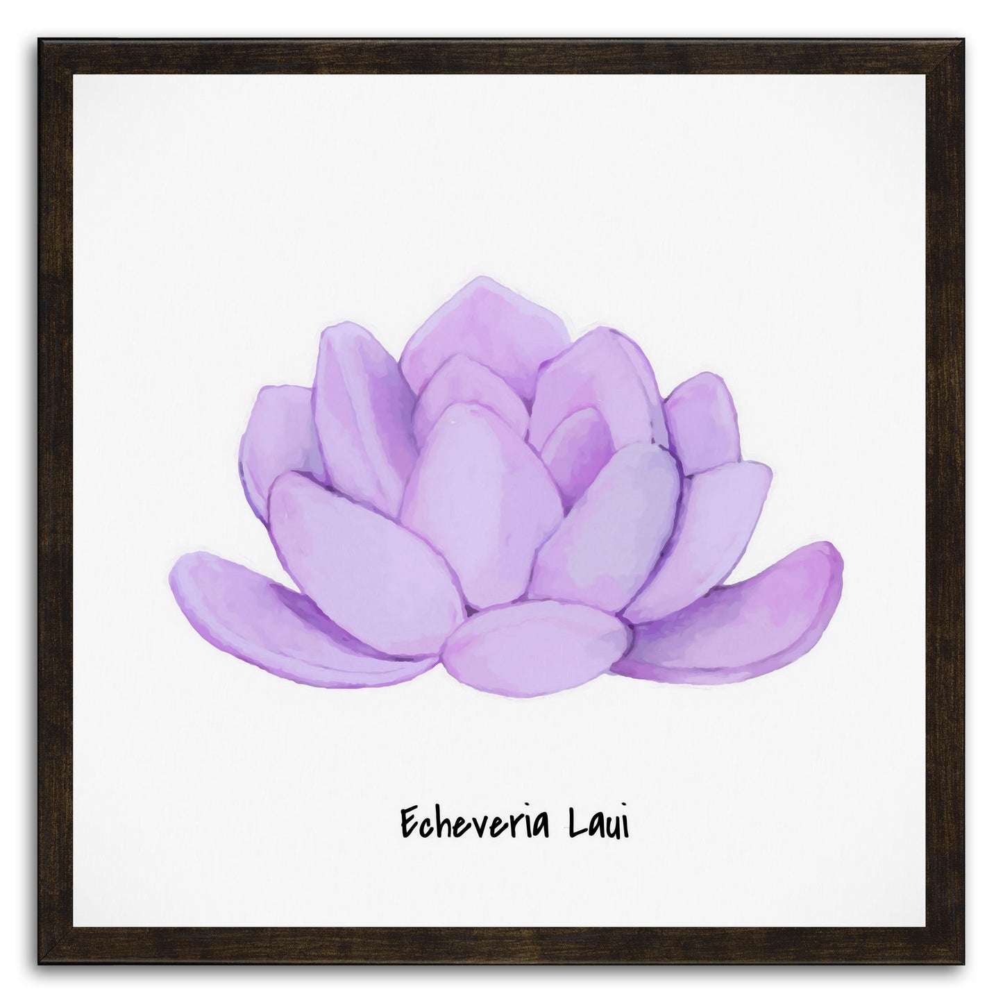 Echeveria Laui I