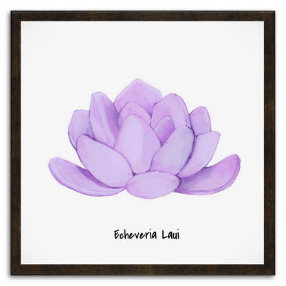 Echeveria Laui I