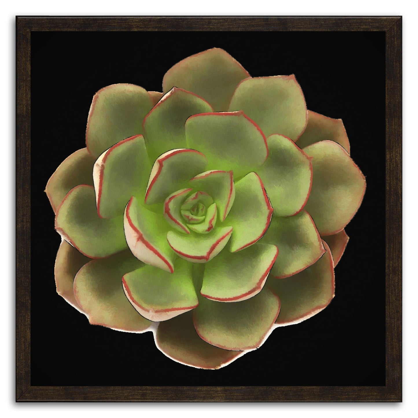 Echeveria Moranii