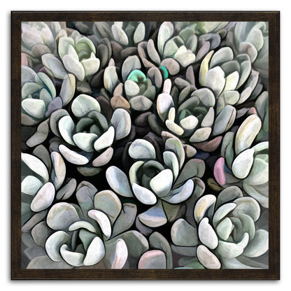 Echeveria Nova I