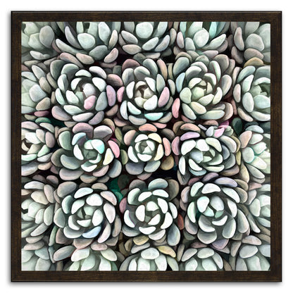 Echeveria Nova II
