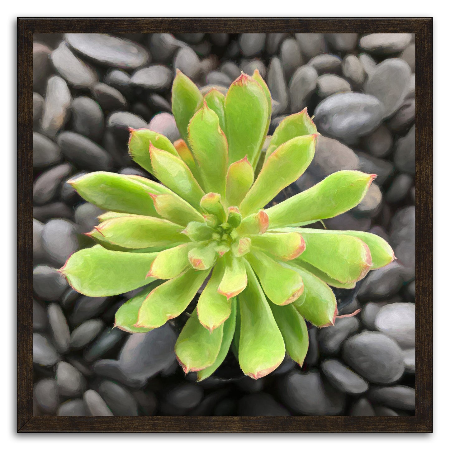 Echeveria Spruce Oliver II
