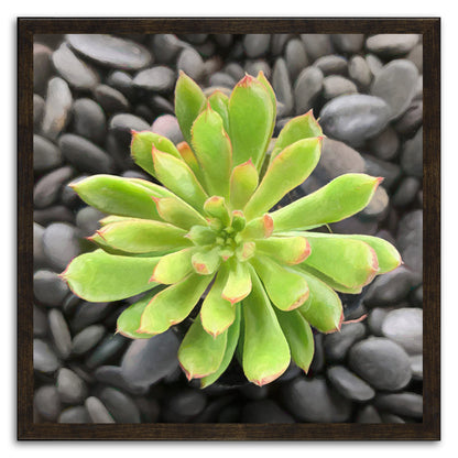 Echeveria Spruce Oliver II