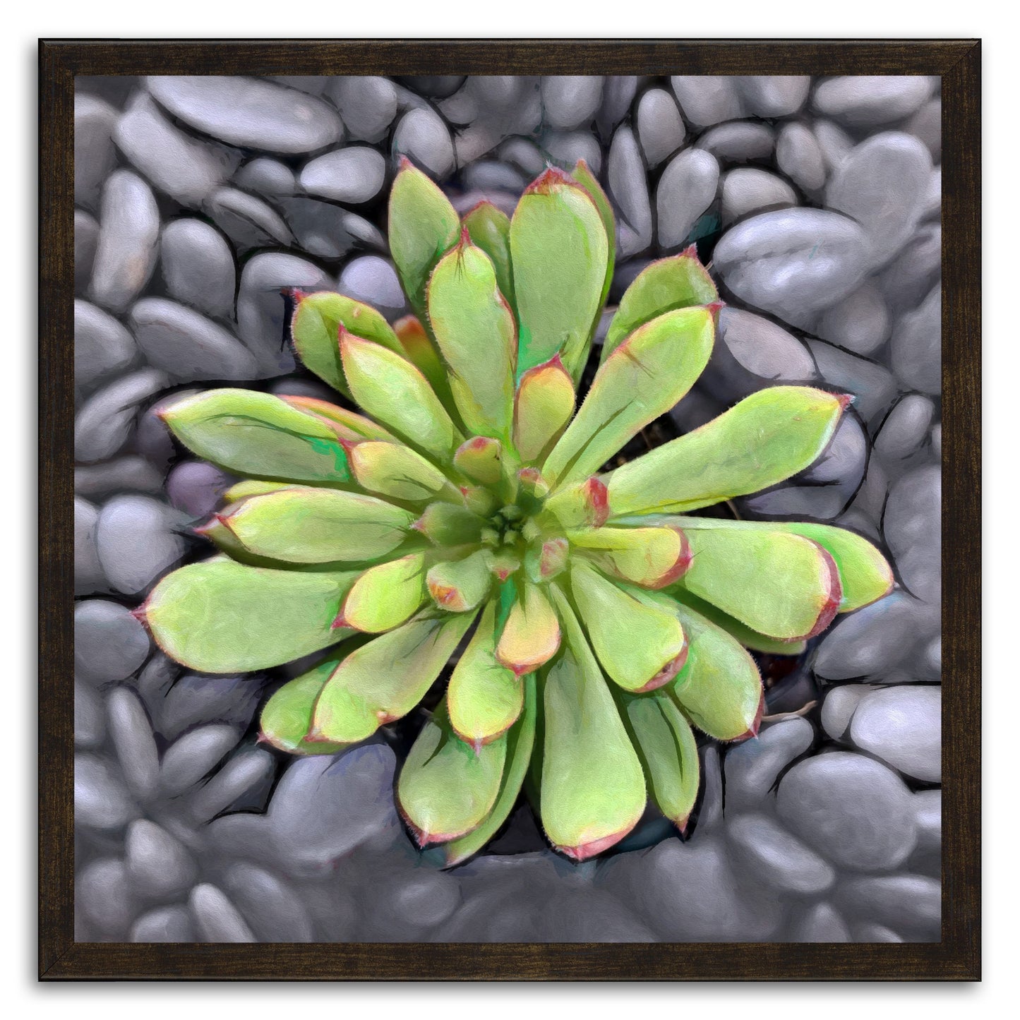 Echeveria Spruce Oliver