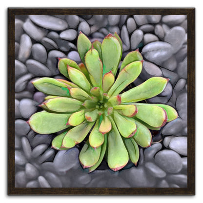 Echeveria Spruce Oliver