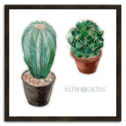 Echinocactus I