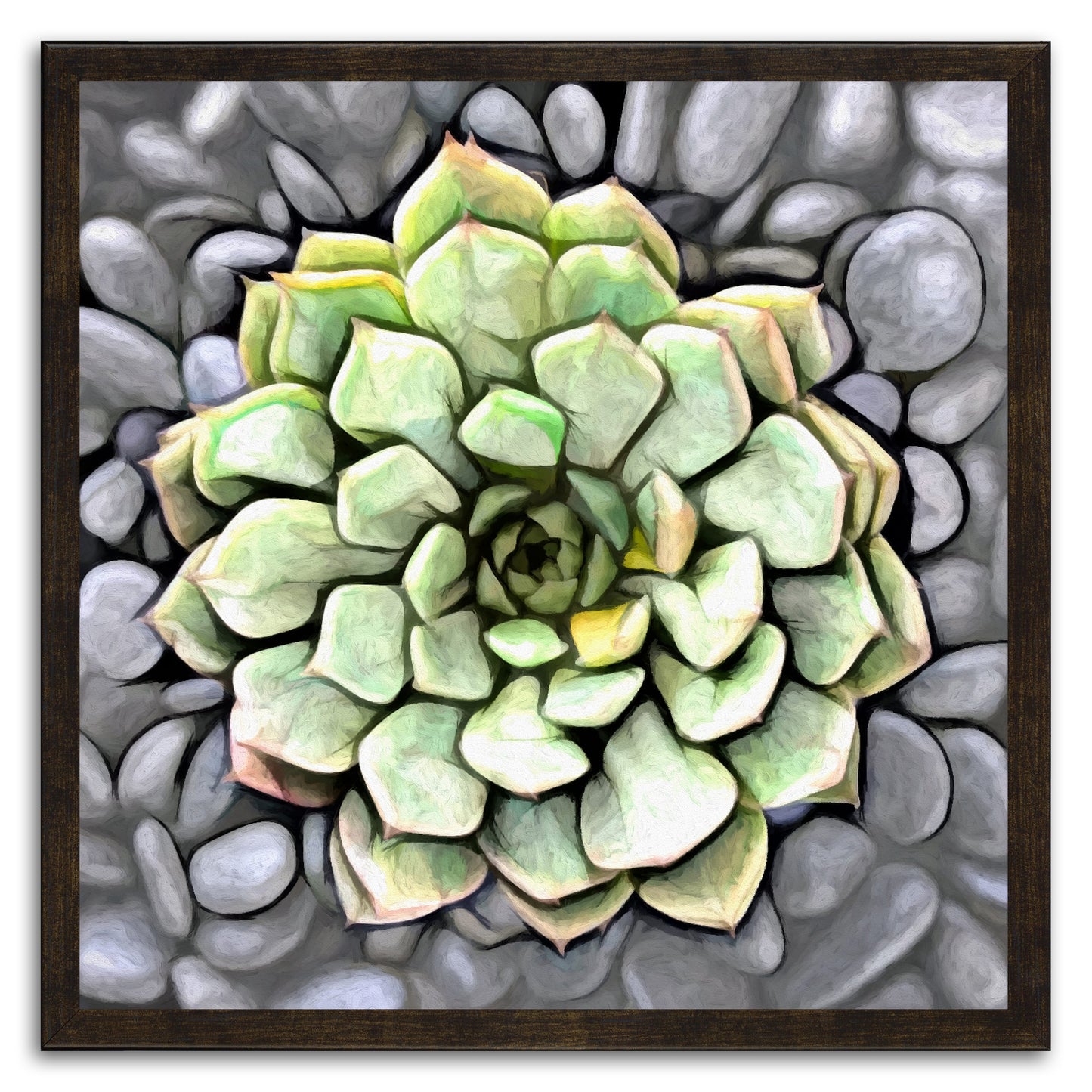 Graptoveria Olivia