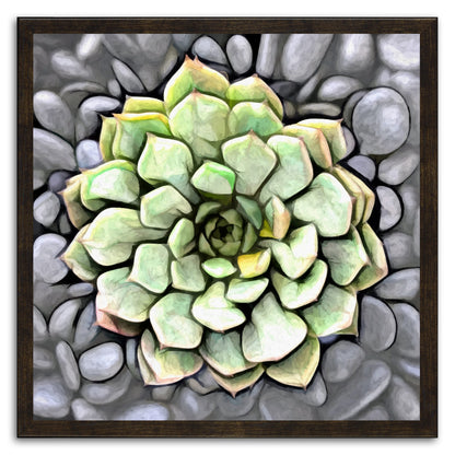 Graptoveria Olivia