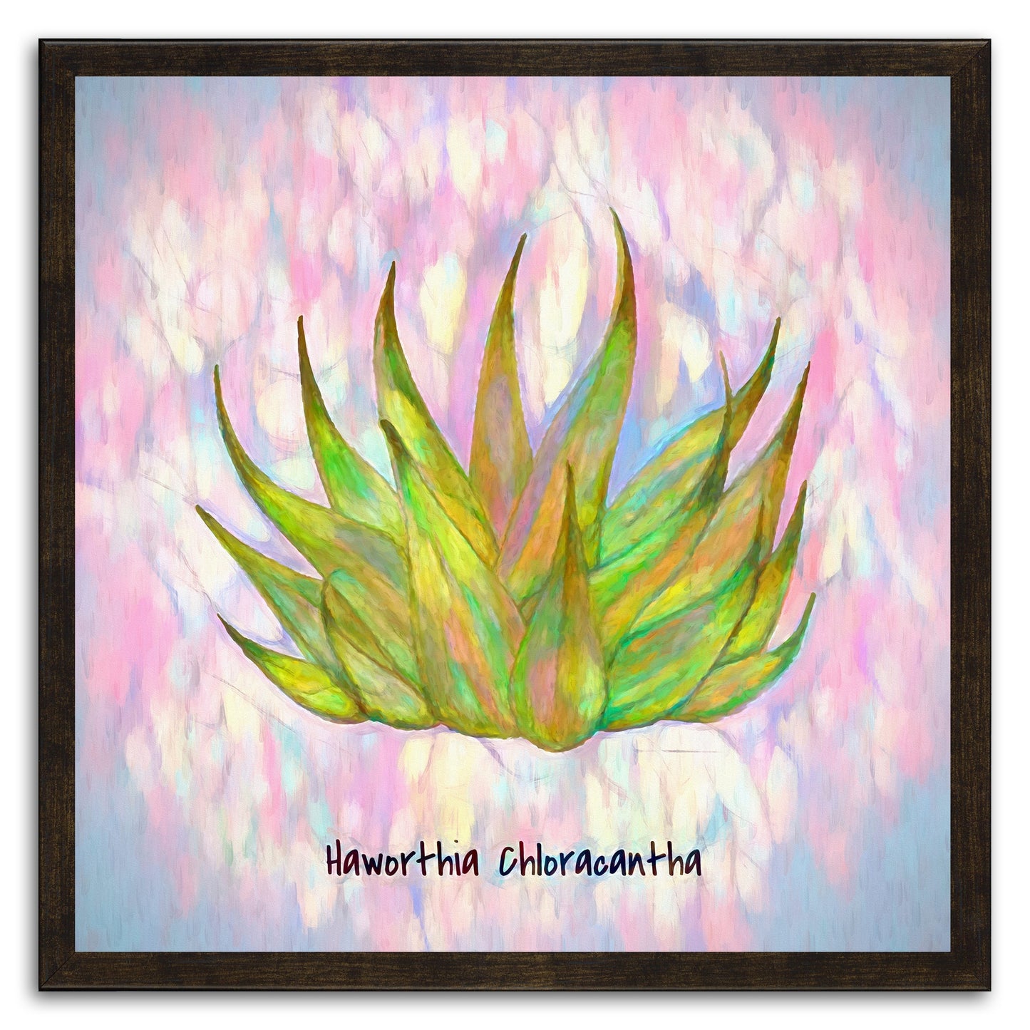 Haworthia Chloracantha