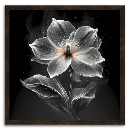 Xray Jasmine I