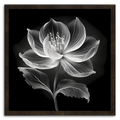Xray Jasmine III