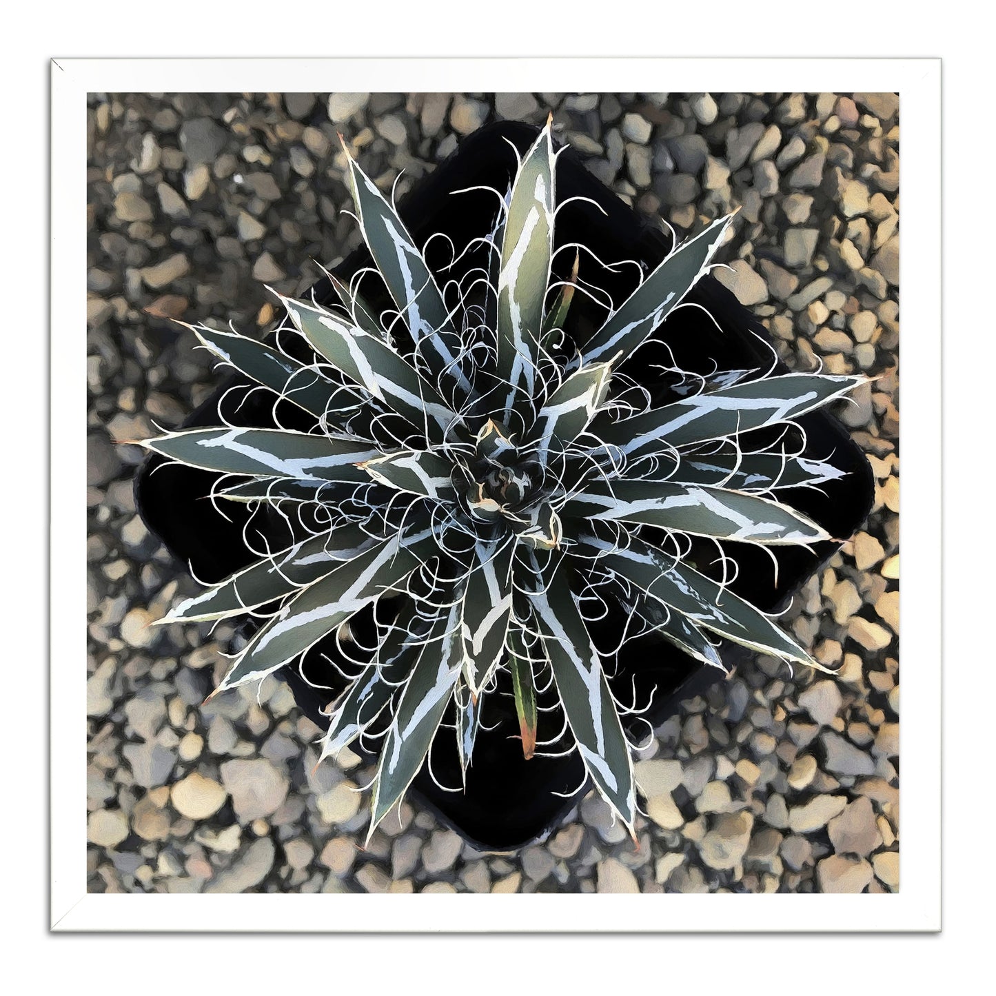 Agave Flexiflora Canvas