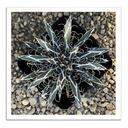 Agave Flexiflora Canvas