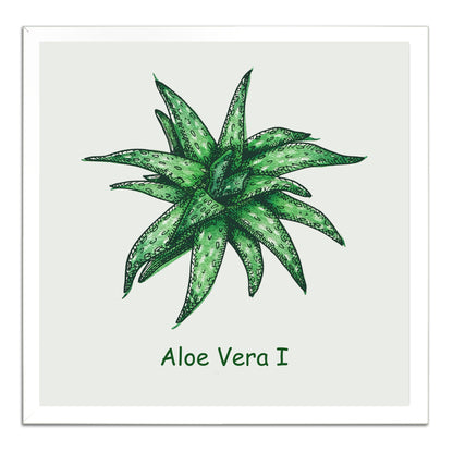 Aloe Vera I