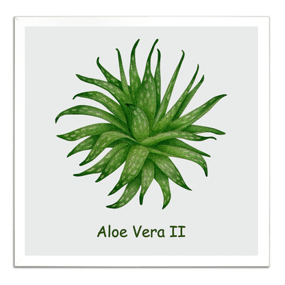 Aloe Vera II