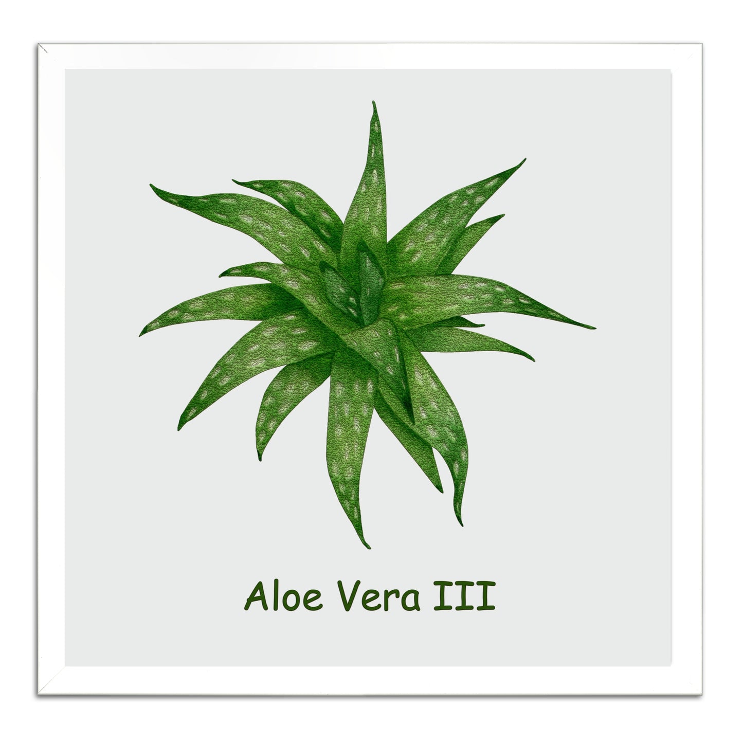 Aloe Vera III