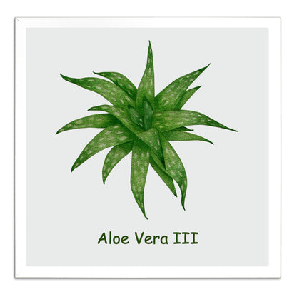 Aloe Vera III