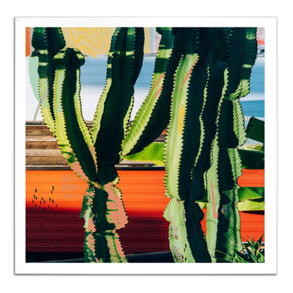 Cactus Garden 130