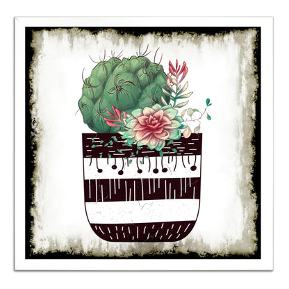 Cactus Succulents 649