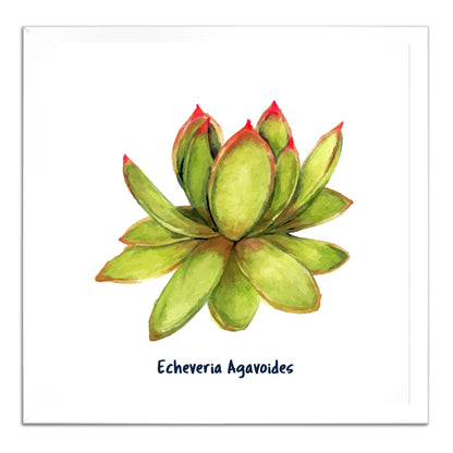 Echeveria Agavoides I