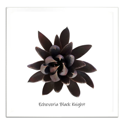 Echeveria Black Knight