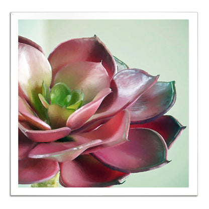 Echeveria Burgandy