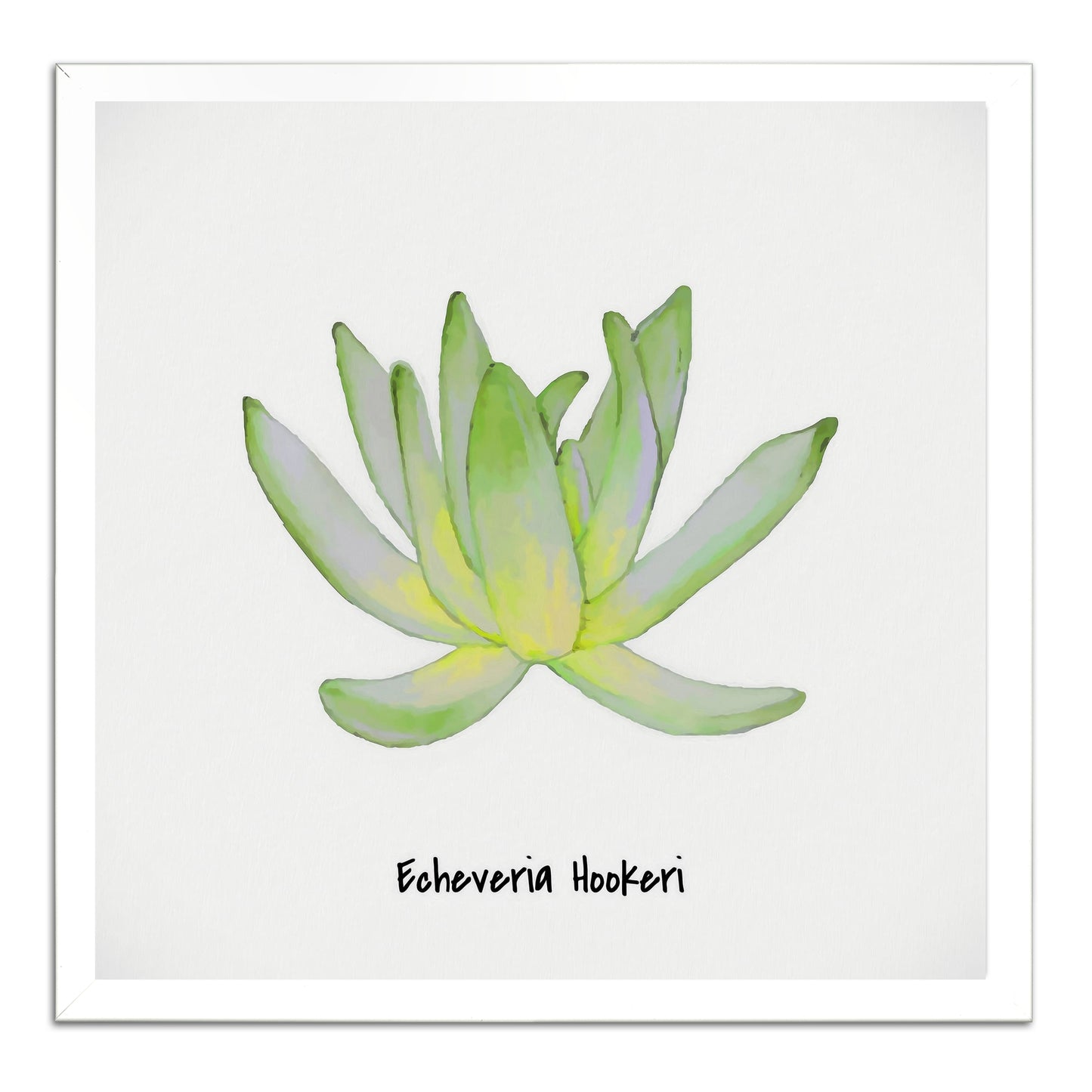 Echeveria Hookeri I