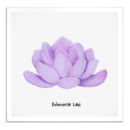 Echeveria Laui I