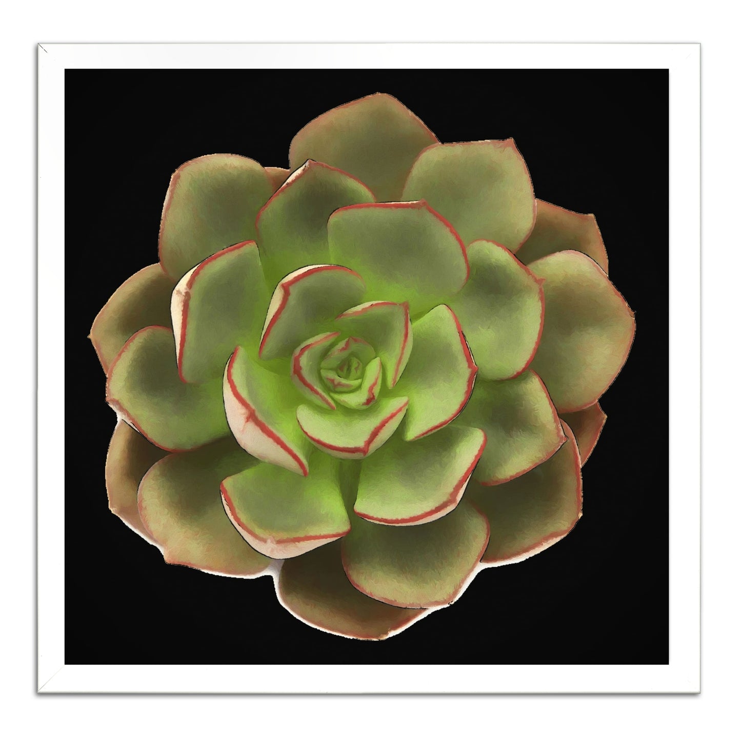 Echeveria Moranii